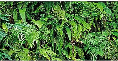 60 על 24 סנטימטרים חממה טרופית רקע צמחים טרופיים עלים אקווריום רקע יערות גשם זוחלים בית גידול רקע עמיד פוליאסטר רקע