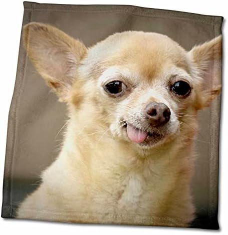 כלב צ 'יוואווה חסר שיניים ורד 3-סנטה פה-ניו מקסיקו-ארצות הברית 32 ג' יי. אם. אר 0502-מגבת יד/ספורט של ג 'וליאן מק' רוברטס, 15 על 22