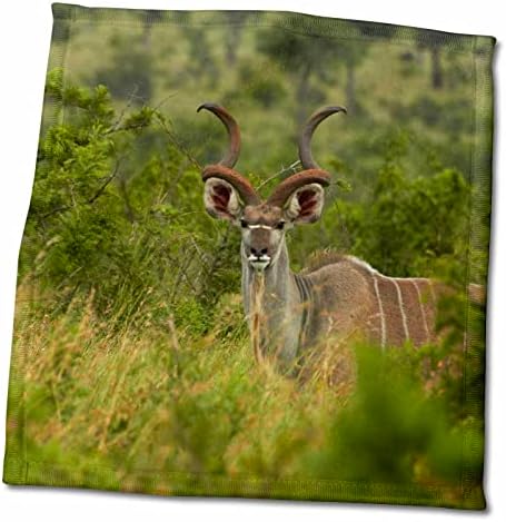 תלת מימד רוז Kudu Tragelaphus רבתי Strepsiceros Kruger NP דרום אפריקה TWL_187823_1 מגבת, 15 x 22